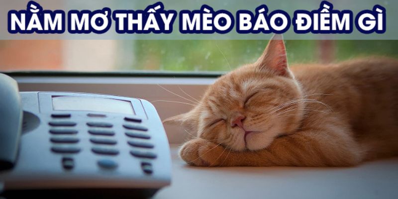 Ý nghĩa của các giấc mơ thấy chú mèo con